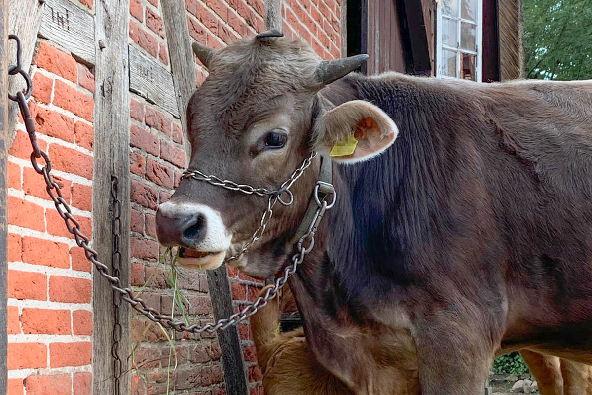 Happy End: Gerettetes Kalb Goofy zieht auf Hof Butenland ein