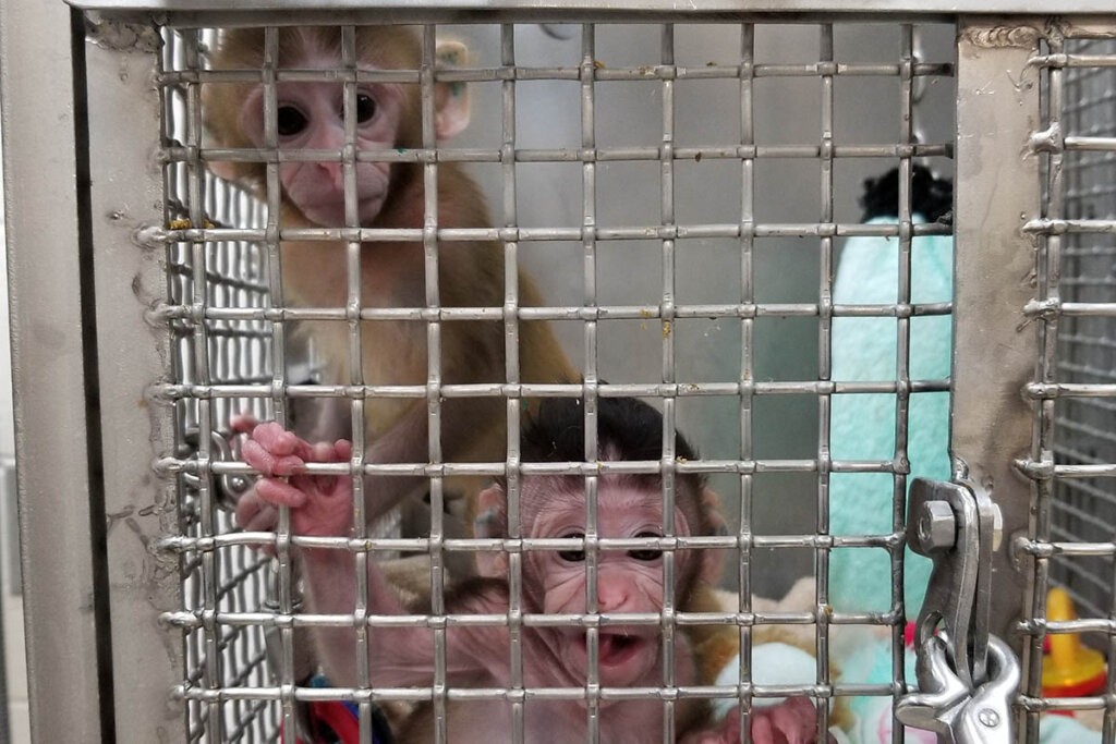 Primaten im Kaefig im Tierversuchslabor