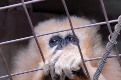 Weisser Affe ist hinter einem Gitterzaun und greift mit seiner Hand ans Gitter.