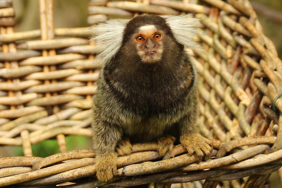 Affen kaufen und als Haustier halten: Warum das Tierquälerei ist