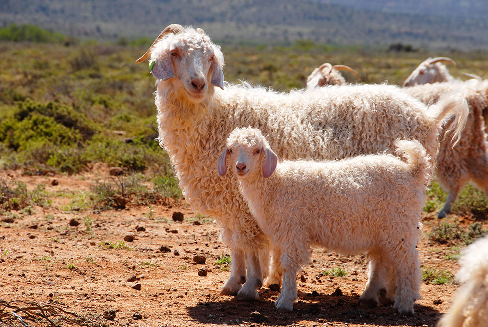Was ist Mohair?