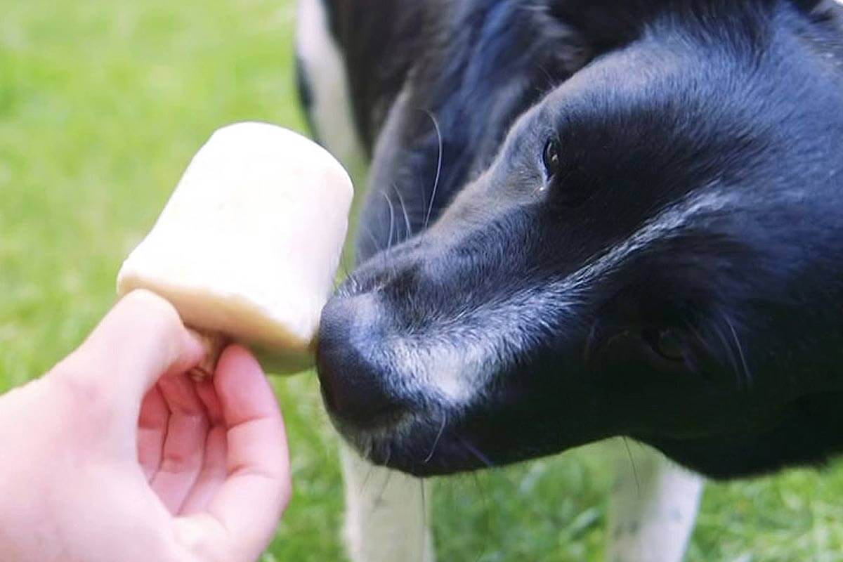 Vegane Leckerlies und Snacks für Hunde – Rezepte zum Selbermachen