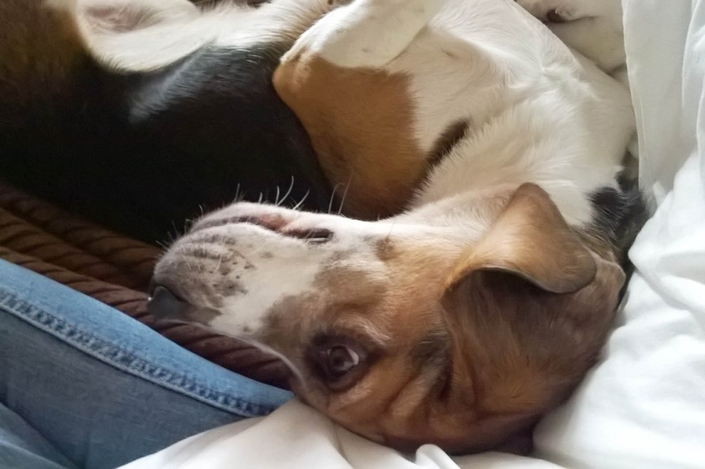 Tierversuche Hund Beagle