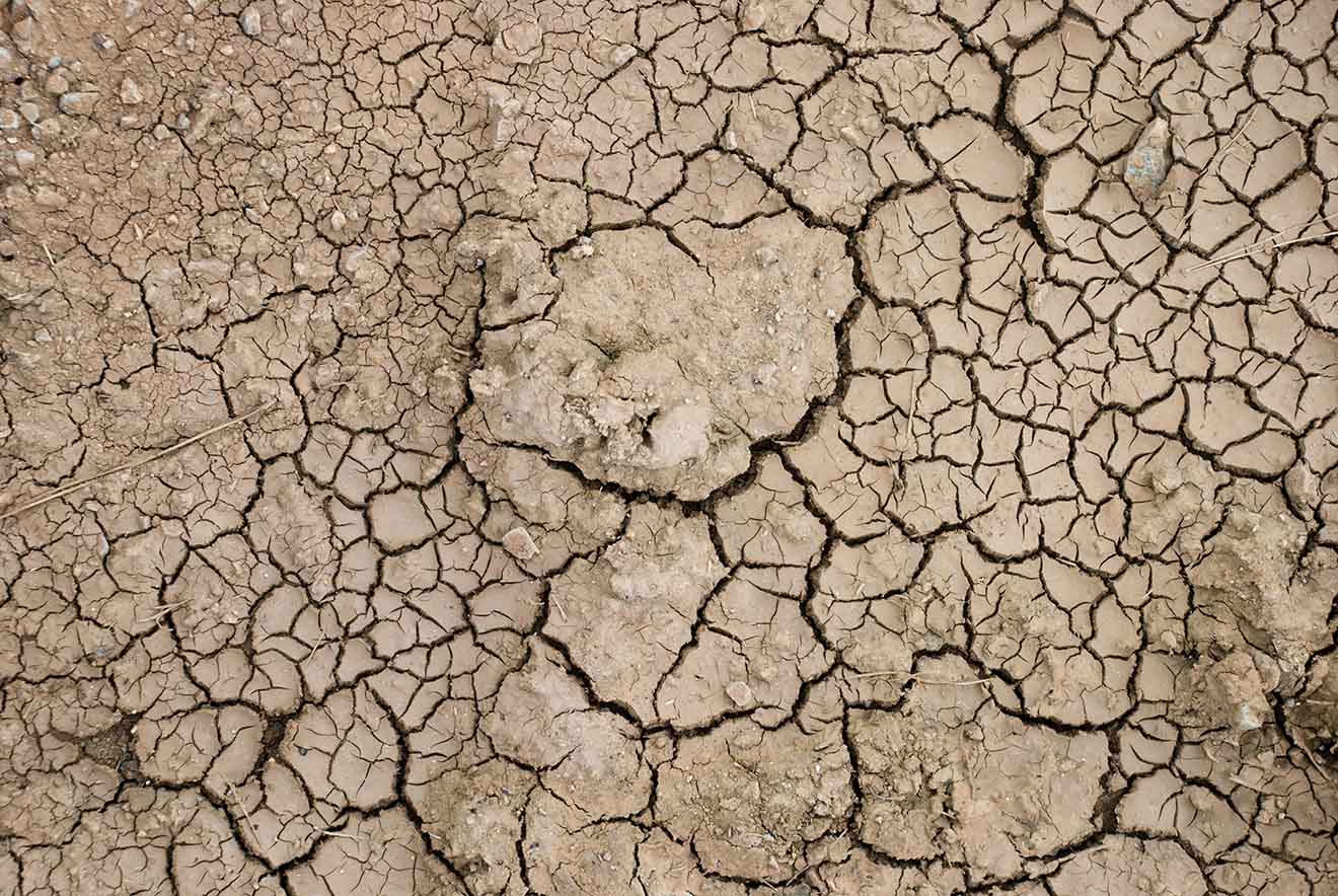 Bodendegradation: Landwirtschaftliche Tierhaltung zerstört den Boden