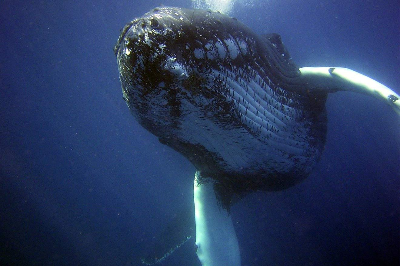 Helfen Sie uns, den Walfang in Norwegen zu stoppen!