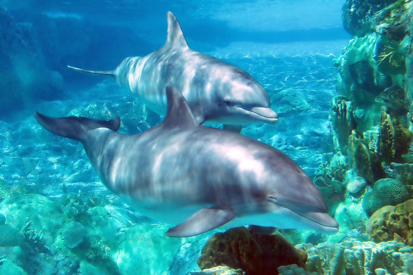 Der Delfin – 10 faszinieren Fakten über Delfine