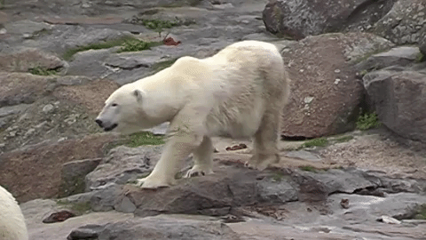 Eisbär mit Verhaltensstörung