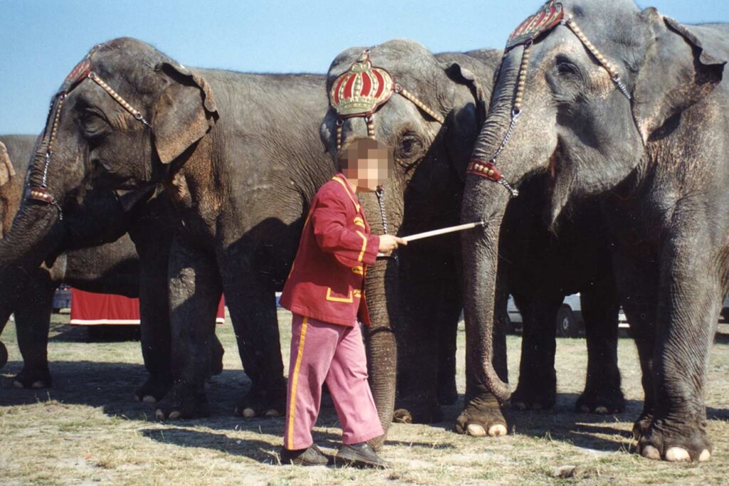 Zirkus Mitarbeiter sticht mit Elefantenhaken in den Ruessel eines Elefanten.