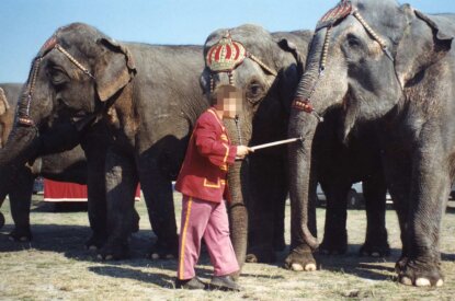 Zirkus Mitarbeiter sticht mit Elefantenhaken in den Ruessel eines Elefanten.