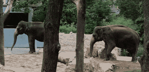 Gif mit zwei Elefanten im Zoo