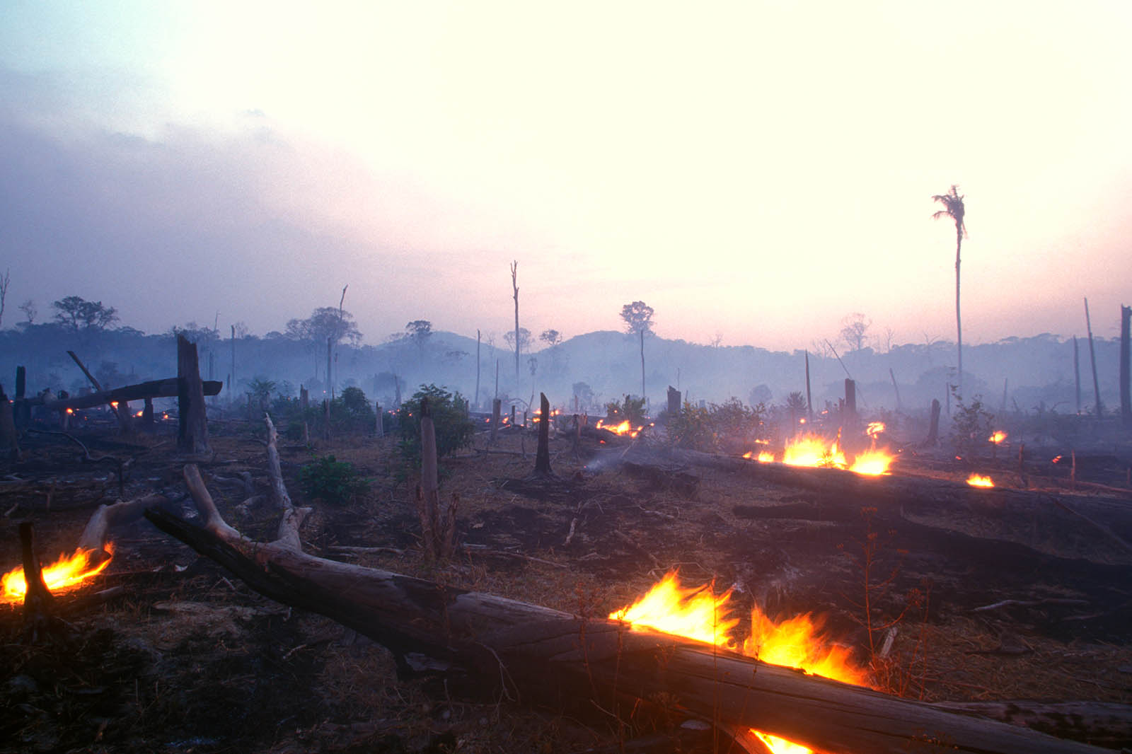 Amazonas nahe am Kipp-Punkt: Wird der Dschungel bald zur Wüste?