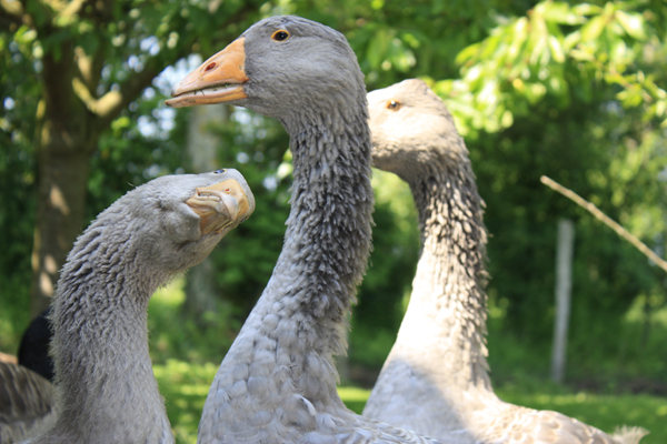 Gaense auf einer Farm fuer Foiegras