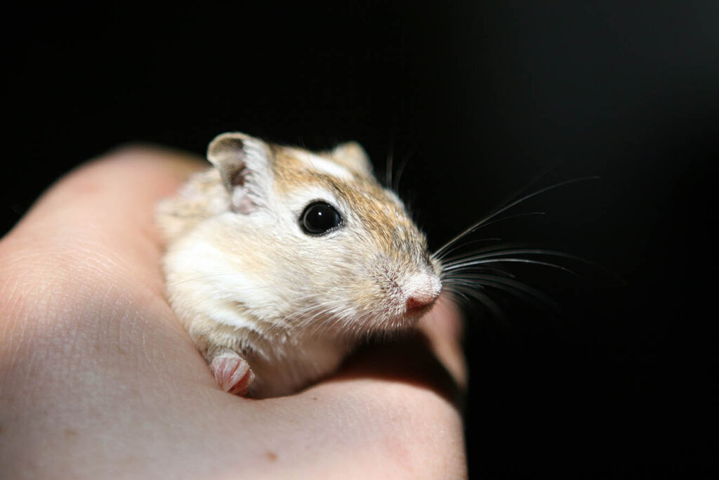 Mensch haelt Hamster in der Hand