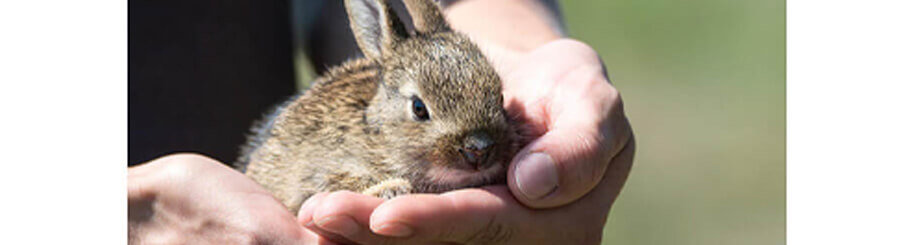 Hase in der Hand