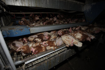 Bio-, Freiland- & Bodenhaltung: Die PETA-Eier-Recherche 2012