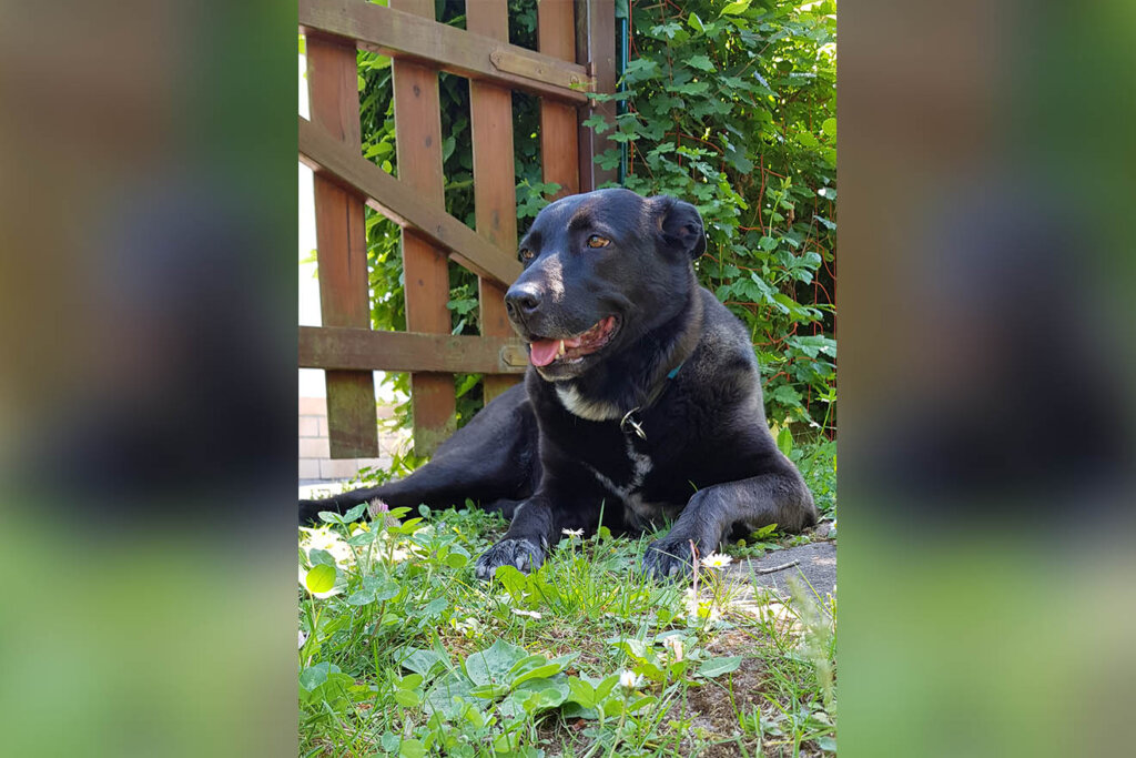 Hund Lilly liegt im Garten