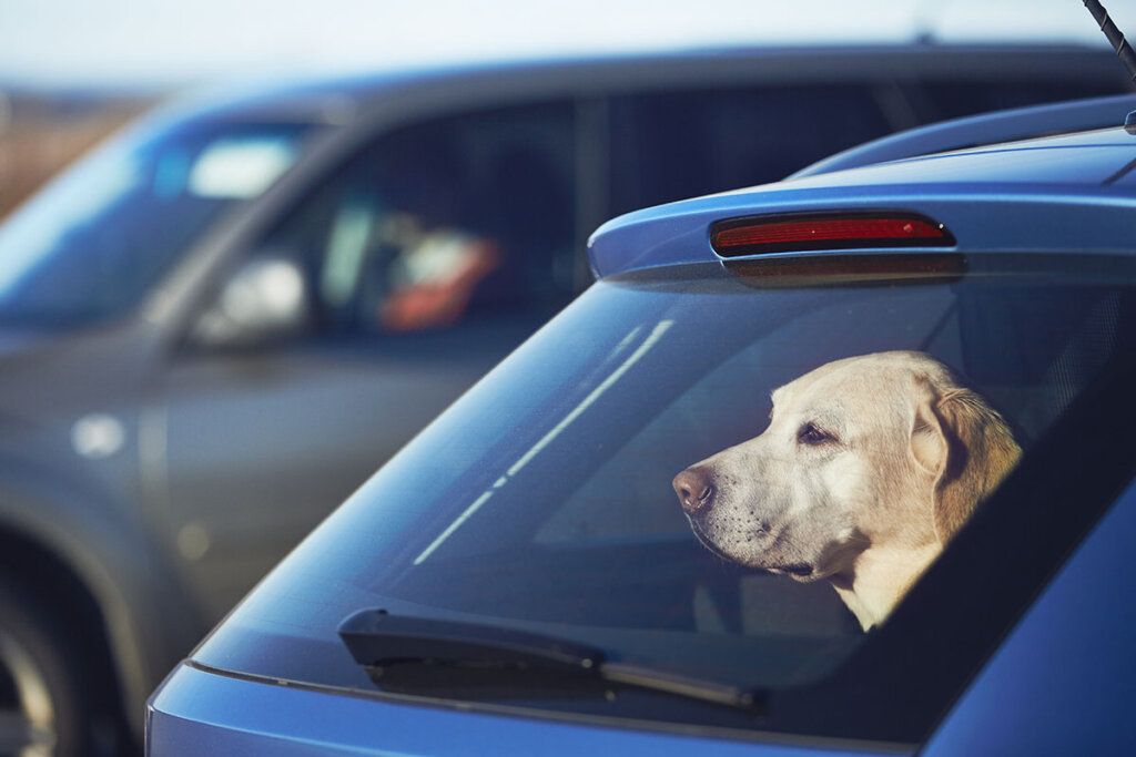 Hund im Auto