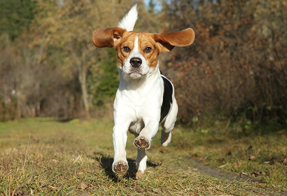 Beagle rennt