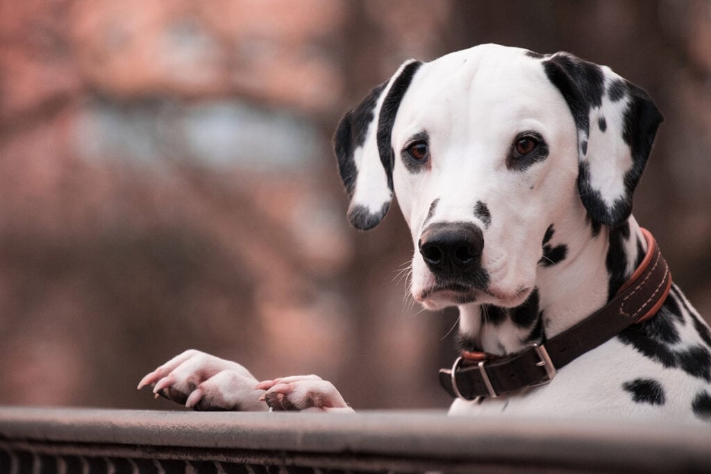 Dalmatiner Hund mit Halsband