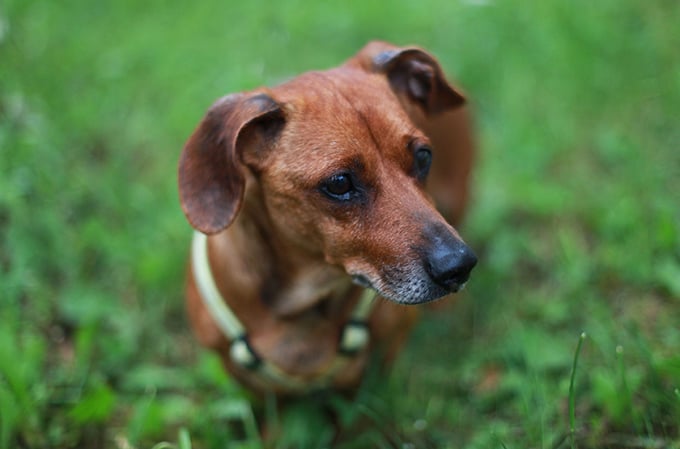 Demenz bei Hunden und Katzen – So helfen Sie Ihrem Vierbeiner