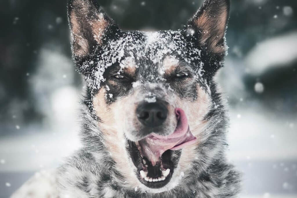 Hund mit Schnee im Gesicht