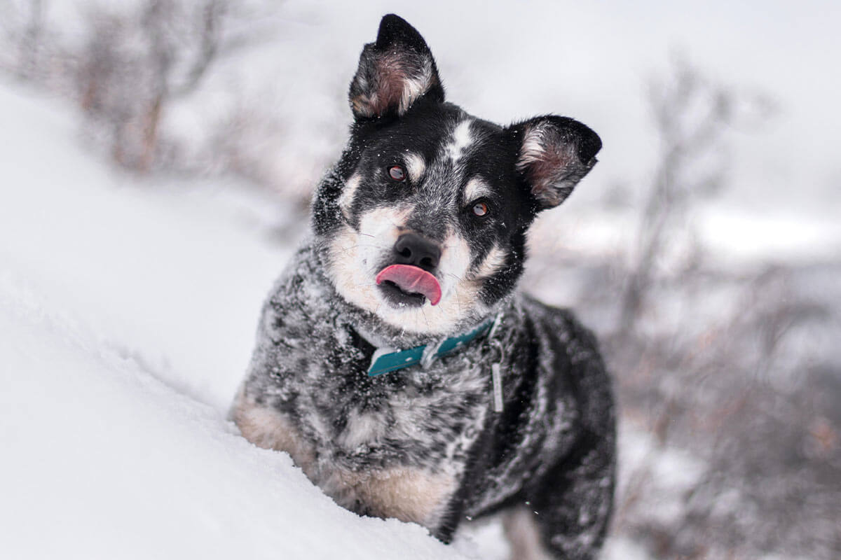 Hundebekleidung im Winter: Wann sind Mäntel und Jacken sinnvoll?