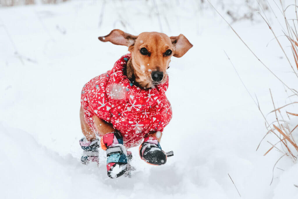 Hund im Mantel und Schneeschuhen laeuft durch Schnee