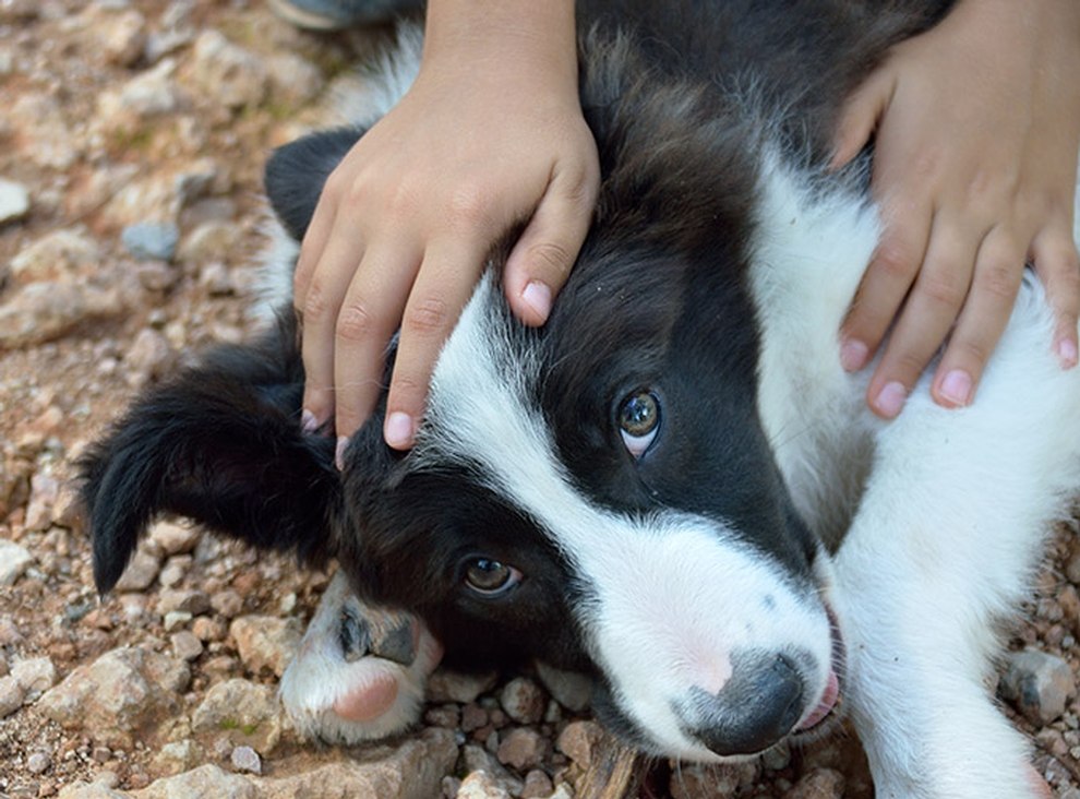 Person streichelt Hund am Kopf