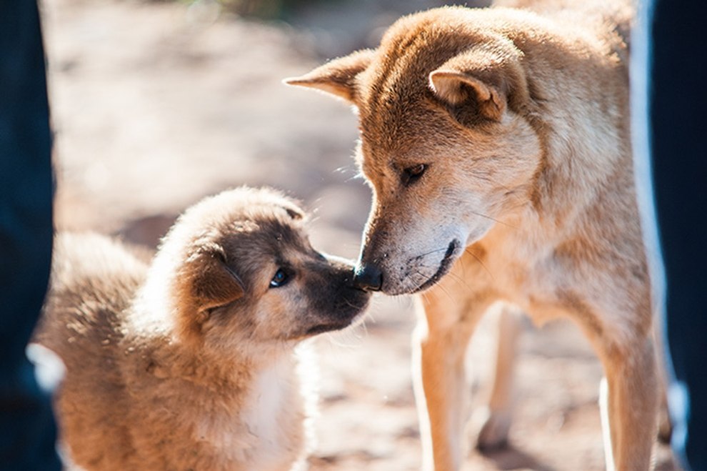 Hund und Welpe