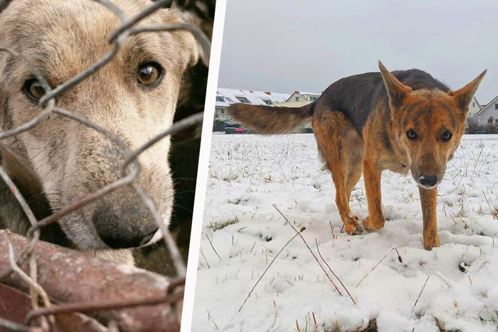 Geretter Hund laueft im Schnee