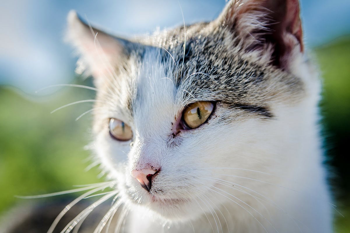 Katze Stinkt Nach Kampf