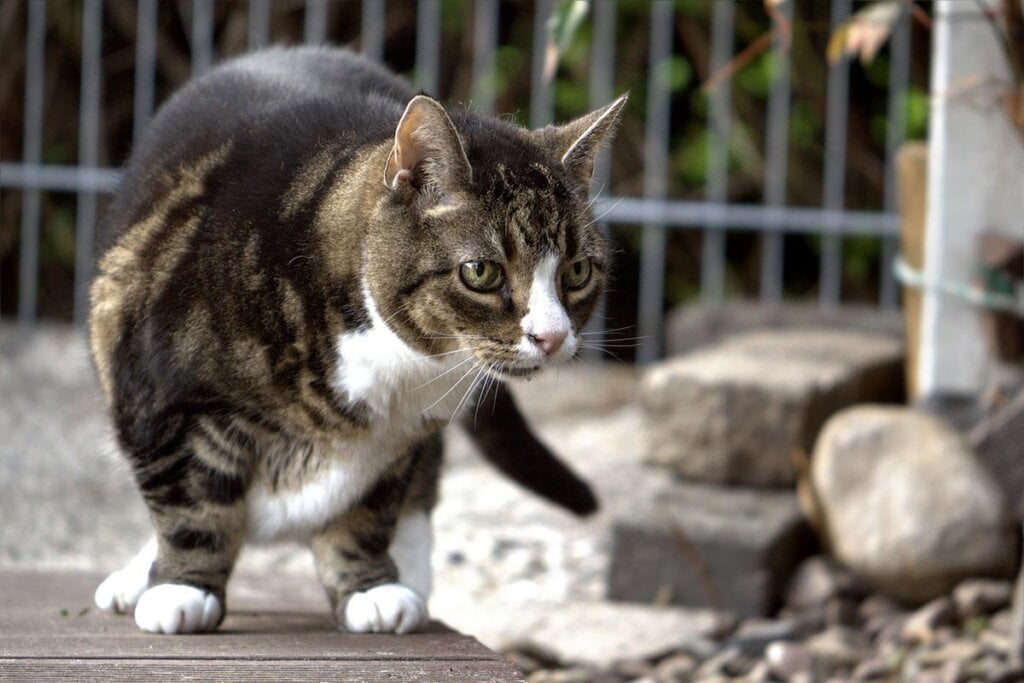 Katze Hört Nicht Auf Sich Zu Putzen