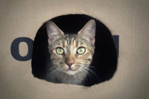 Katze krank? 7 Anzeichen, dass es Ihrer Katze schlecht geht