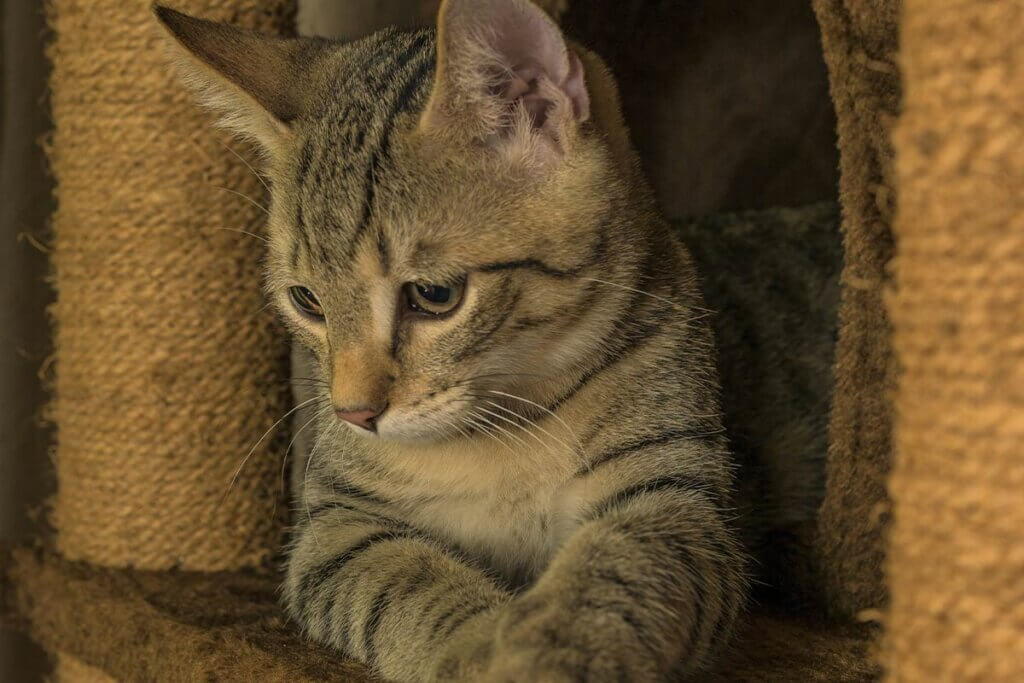 Katze liegt im Kratzbaum