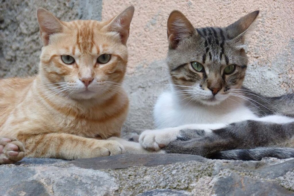 Zwei liegende Katzen