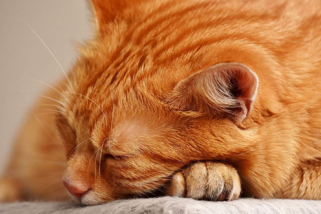 schlafende Katze