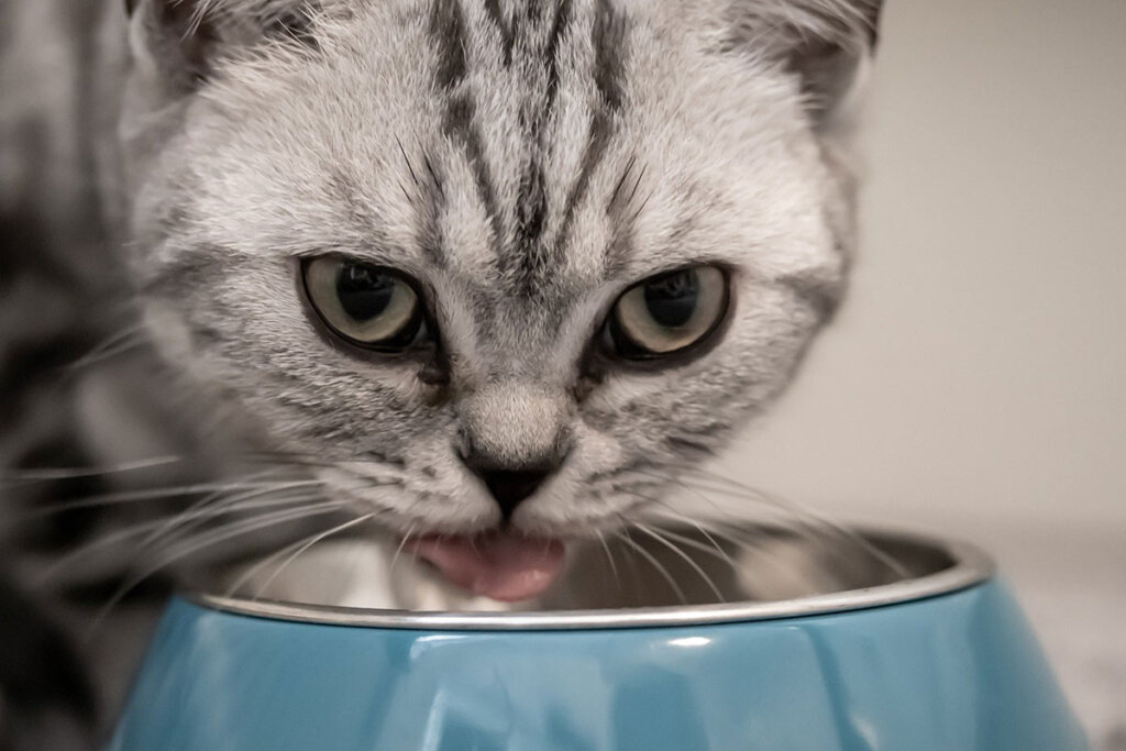 Katze trinkt aus einem Napf