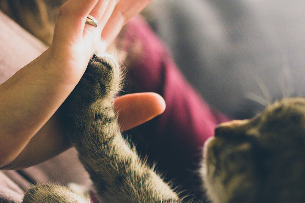 Katzenpfoto berührt Menschenhand