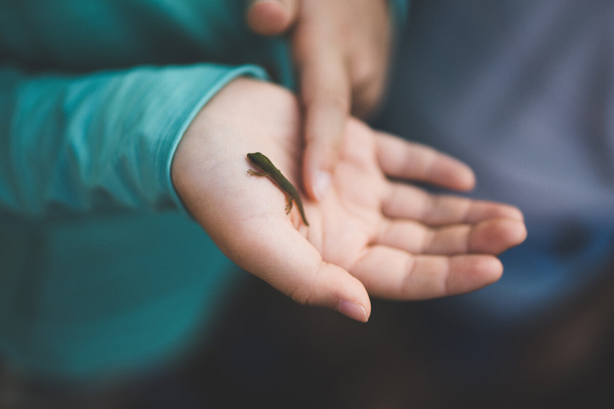 Tiere in der Schule: Gehören Tiere ins Klassenzimmer?