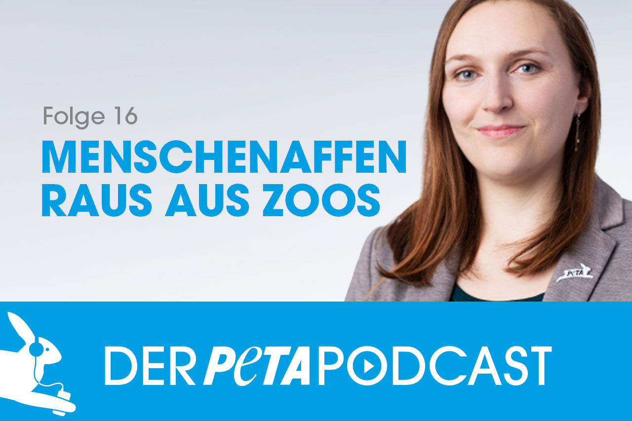 Der PETA Podcast | Folge 16: Menschenaffen raus aus Zoos