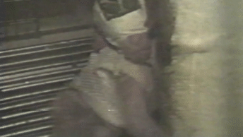 Videoaufnahme von Britches im Labor: Das Affenbaby konnte sich nach der Trennung von seiner Mutter nur an einem Stück Stoff festklammern