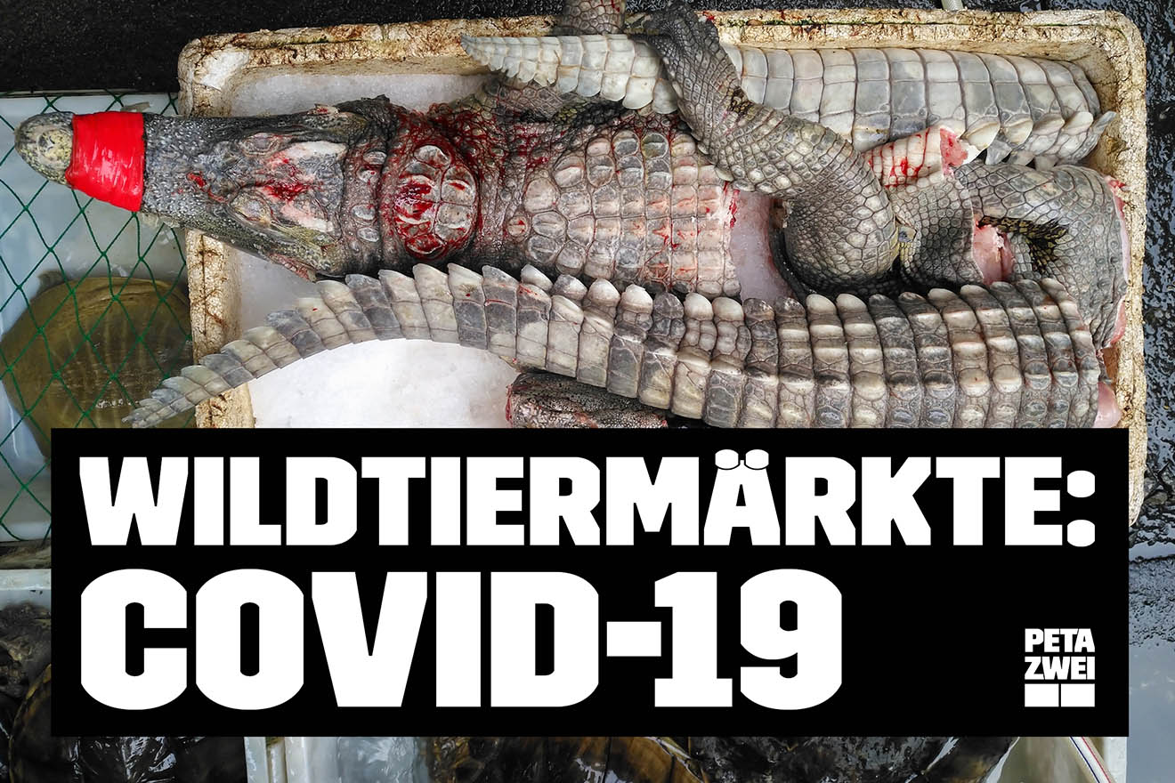 Aktion zu Zoonosen und Tierausbeutung: Kostenloses Demopaket