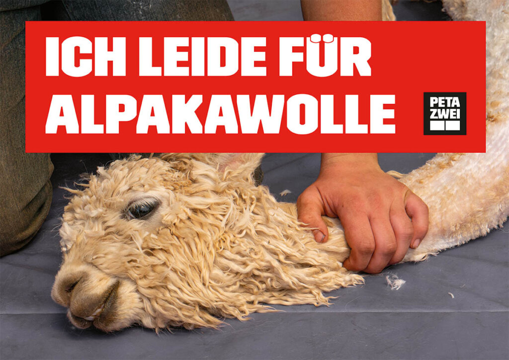 Plakat Alpaka leidet fuer Wolle