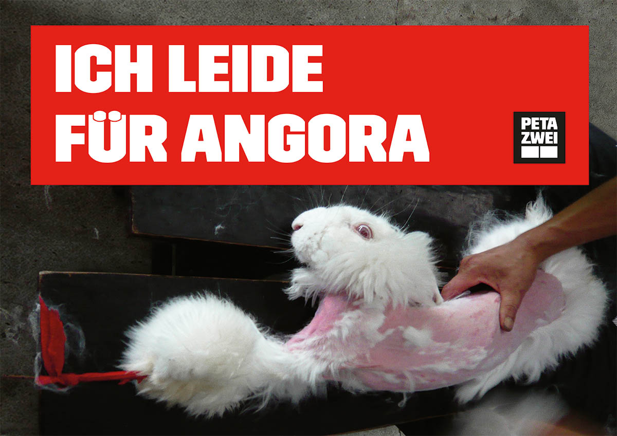 Plakat Kaninchen leidet fuer Angorawolle