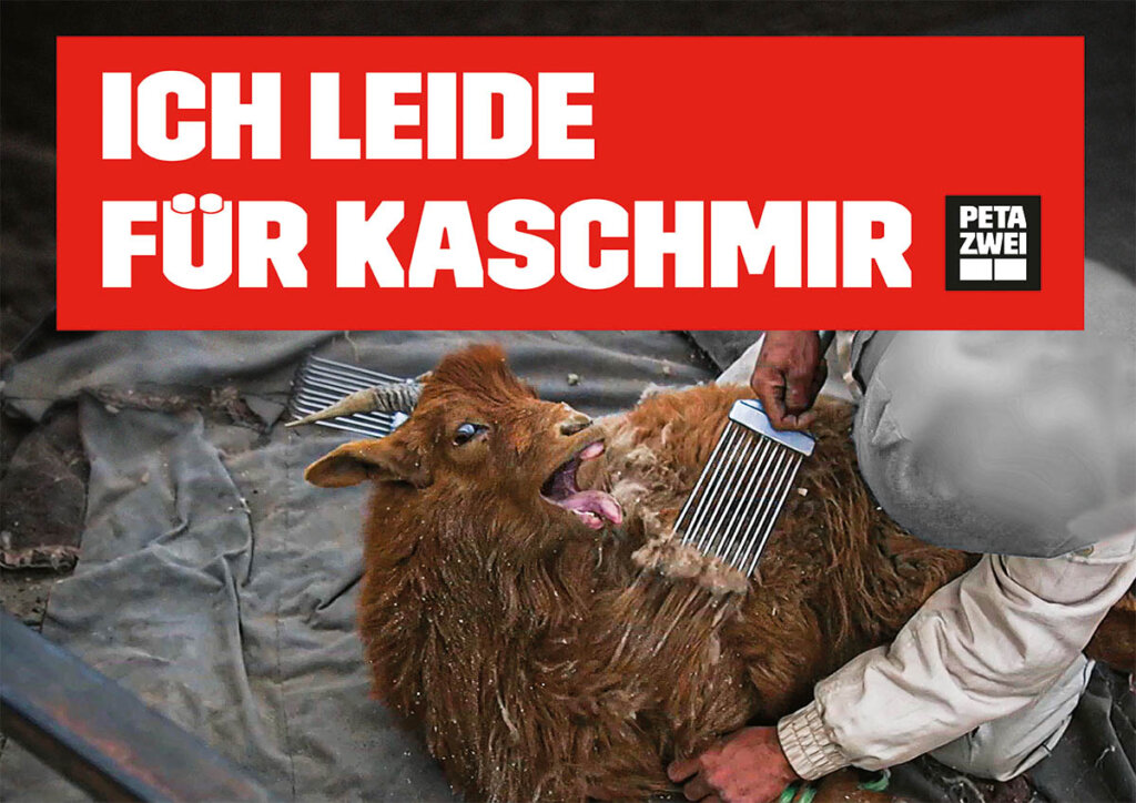 Plakat Ziege leidet fuer Kaschmir