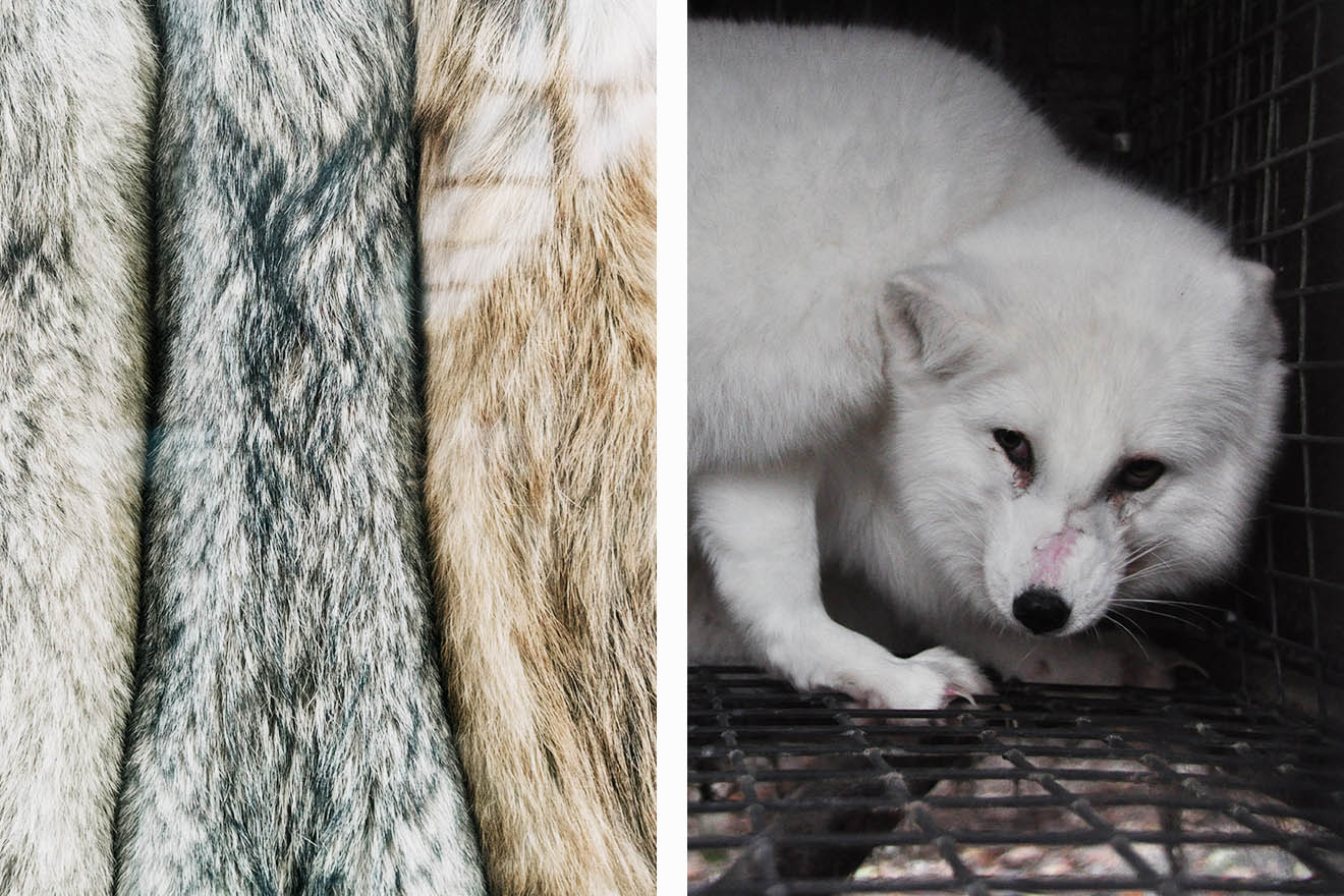 Ehemaliger Pelzhändler wendet sich gegen die Pelzindustrie