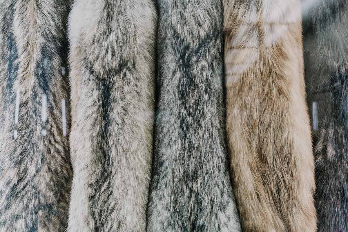 Ist Pelz nachhaltig? So schadet die Pelzindustrie Umwelt & Klima