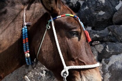 Esel auf Santorini