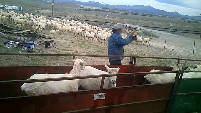 Schafe werden ausgepeitscht