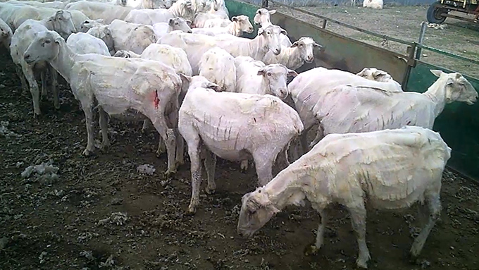 Verletzte Schafe nach der Schur